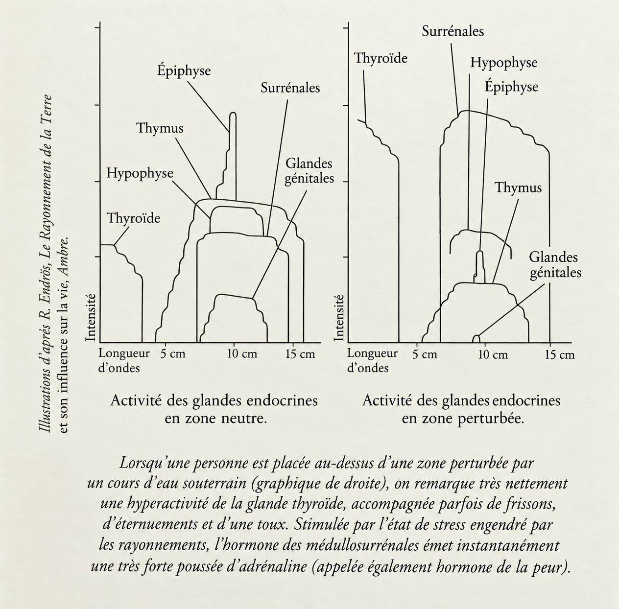 Document historique de Robert Endrös comparant l’activité des glandes endocrines en zone neutre et en zone perturbée